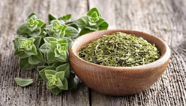 خرید و قیمت پونه کوهی ایلام + فروش عمده